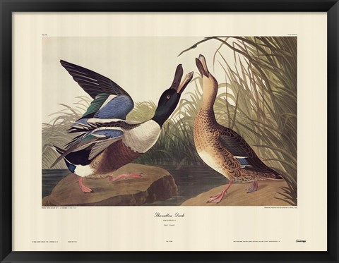 Framed Shoveller Duck Print