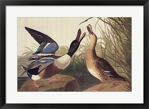 Framed Shoveller Duck Print