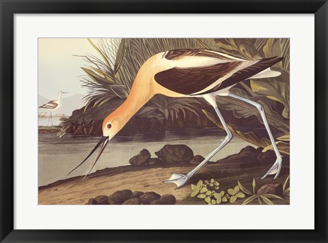 Framed American Avocet Print