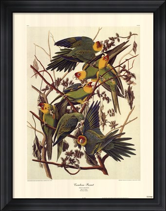 Framed Carolina Parrot Print