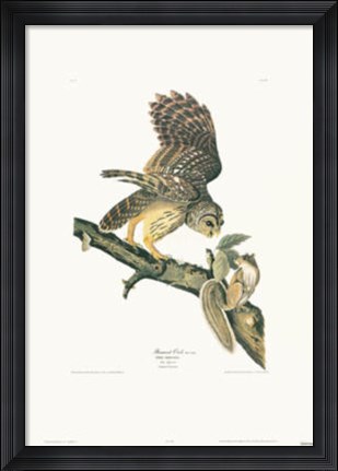 Framed Barred Owl Print