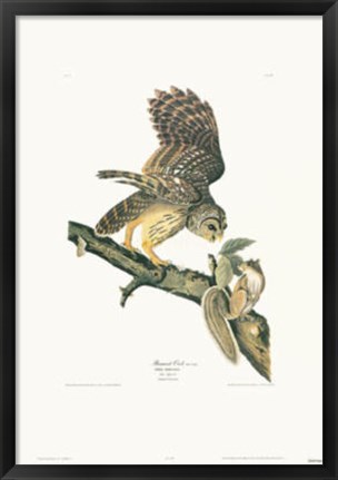 Framed Barred Owl Print