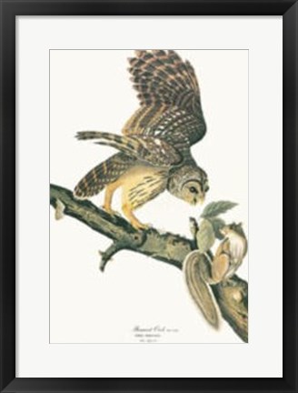 Framed Barred Owl Print