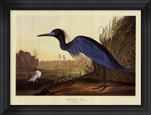 Framed Blue Crane Or Heron Print