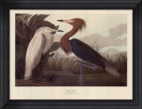 Framed Purple Heron Print
