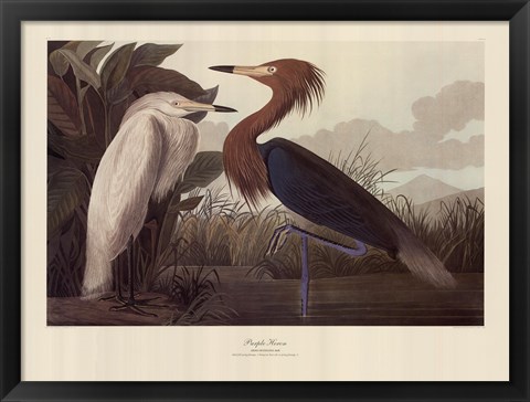 Framed Purple Heron Print