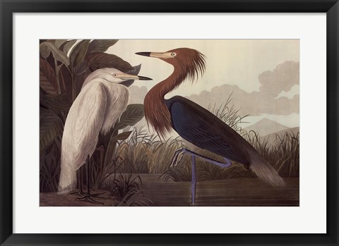 Framed Purple Heron Print