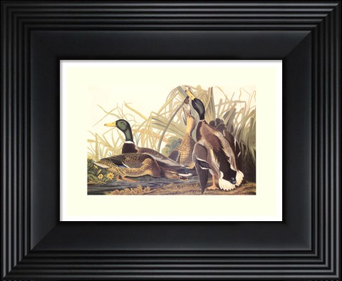 Framed Mallard Duck Print