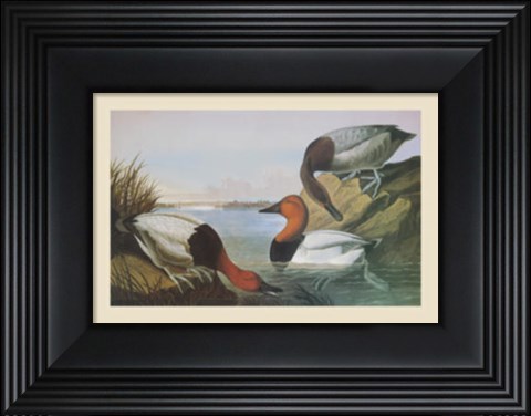 Framed Canvas Backed Duck Print
