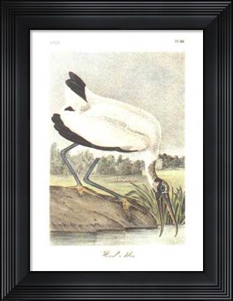 Framed Wood Ibis Print