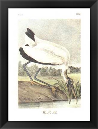 Framed Wood Ibis Print