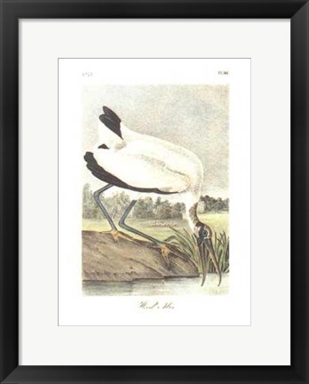 Framed Wood Ibis Print