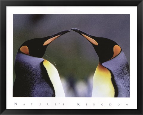 Framed King Penguins Print