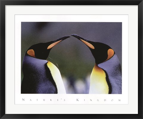 Framed King Penguins Print