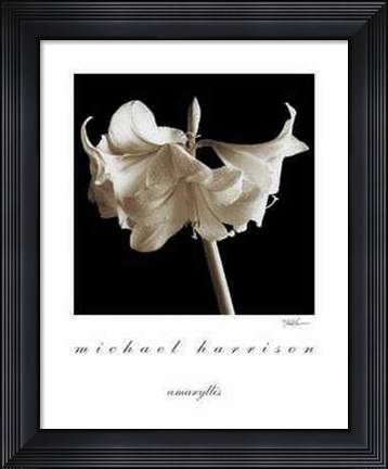 Framed Amaryllis Print