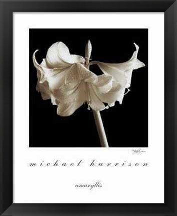 Framed Amaryllis Print