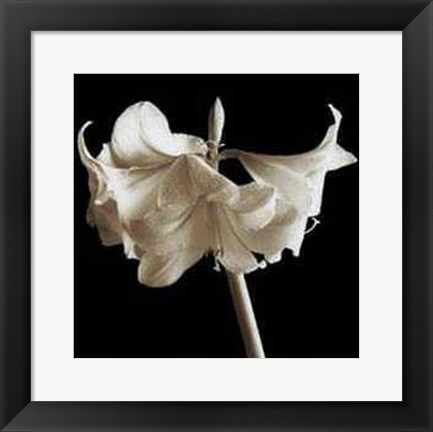 Framed Amaryllis Print