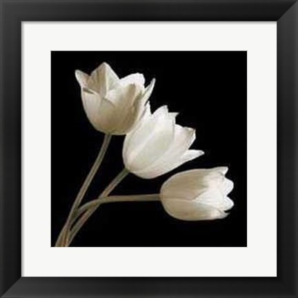 Framed Three Tulips Print