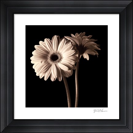 Framed Gerber Daisies I Print