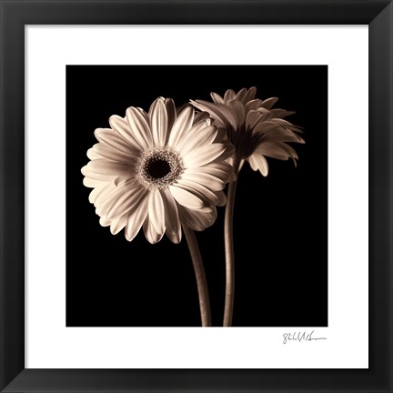 Framed Gerber Daisies I Print