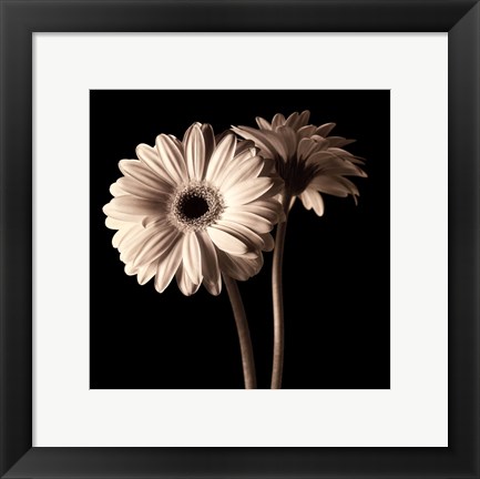 Framed Gerber Daisies I Print