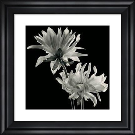 Framed Dahlia Print