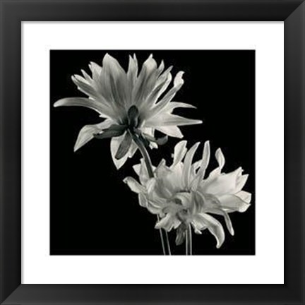 Framed Dahlia Print