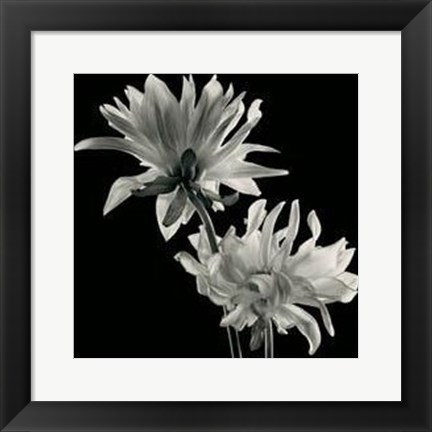 Framed Dahlia Print