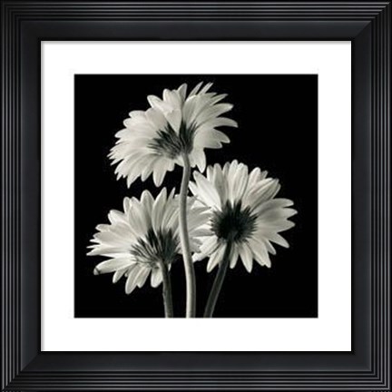 Framed Gerber Daisies II Print