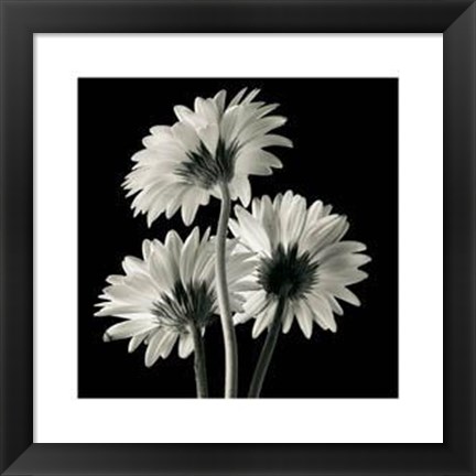 Framed Gerber Daisies II Print