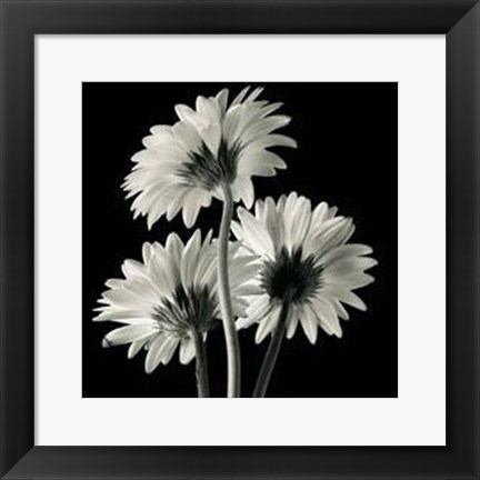 Framed Gerber Daisies II Print