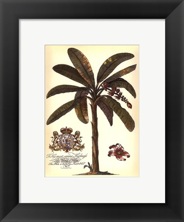 Framed Palm and Crest II Print