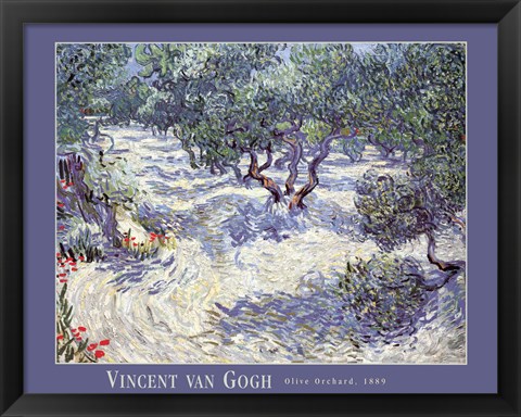 Framed Olive Orchard Print