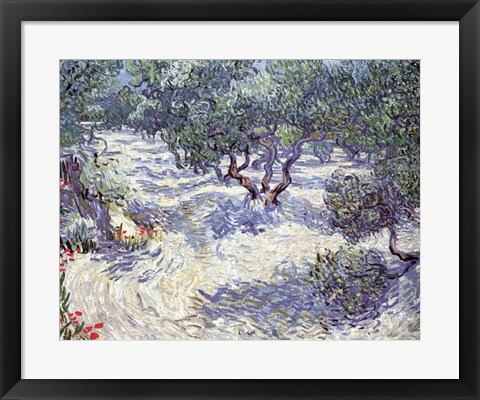 Framed Olive Orchard Print