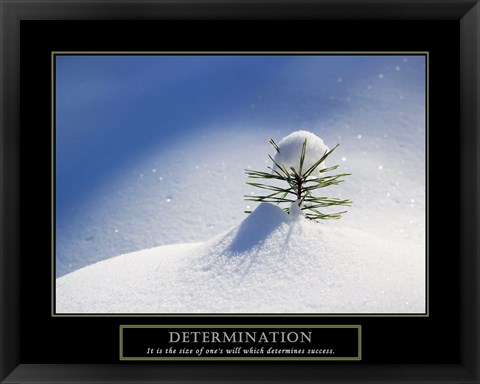 Framed Determination - Little Pine Print