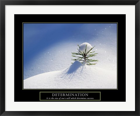 Framed Determination - Little Pine Print