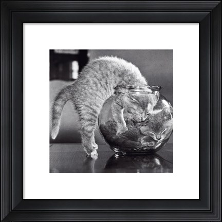 Framed Bowl Of Cats Print