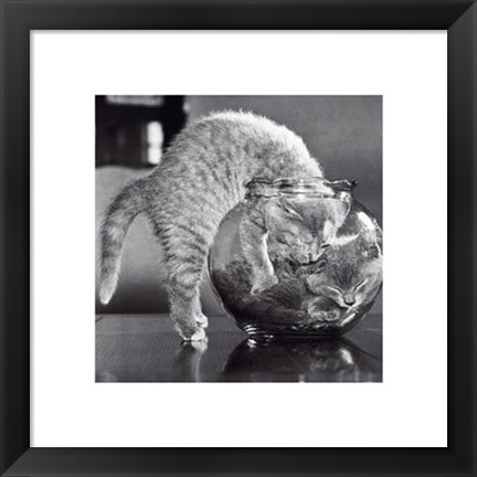 Framed Bowl Of Cats Print
