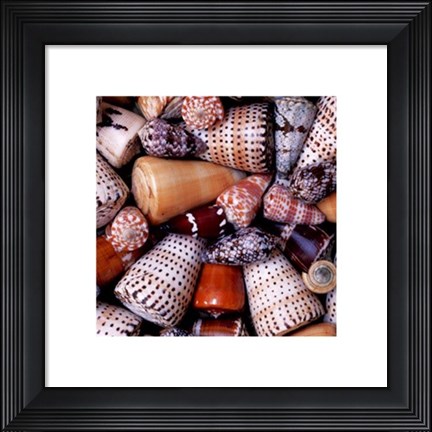 Framed Cone Shells Print