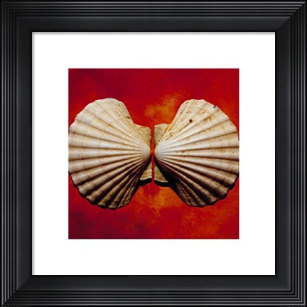 Framed Sea Shells Print