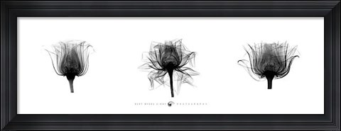 Framed X-Ray Rose Triptych Print