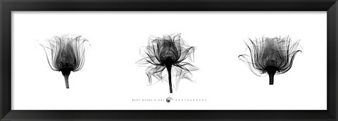 Framed X-Ray Rose Triptych Print