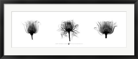 Framed X-Ray Rose Triptych Print