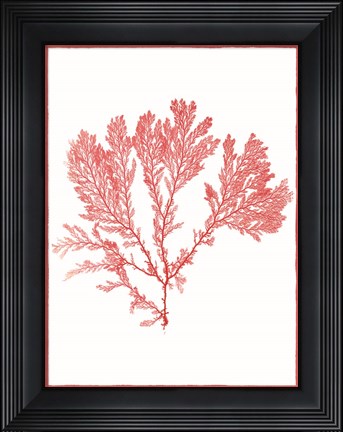 Framed Sea Things I Print