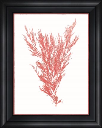 Framed Sea Things II Print