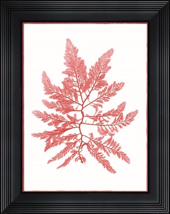 Framed Sea Things III Print