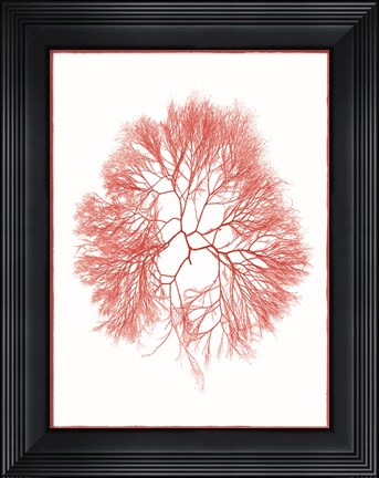 Framed Sea Things IV Print