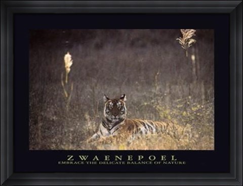 Framed Bengal Tiger Print