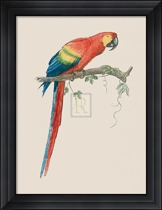 Framed Aca Aracanga Print