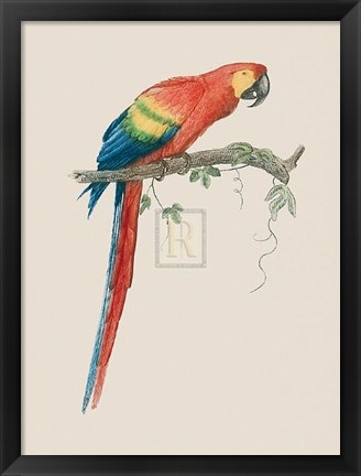 Framed Aca Aracanga Print